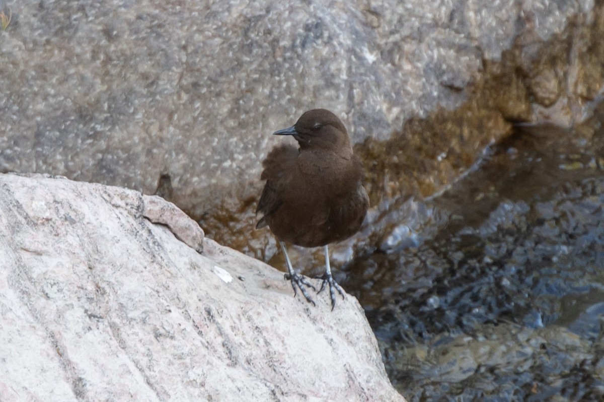 Brown Dipper - ML627263188