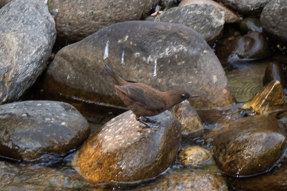 Brown Dipper - ML627263189