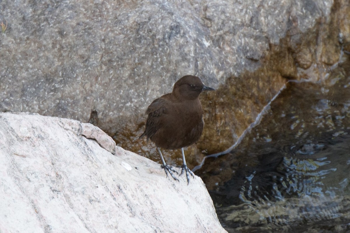 Brown Dipper - ML627263190