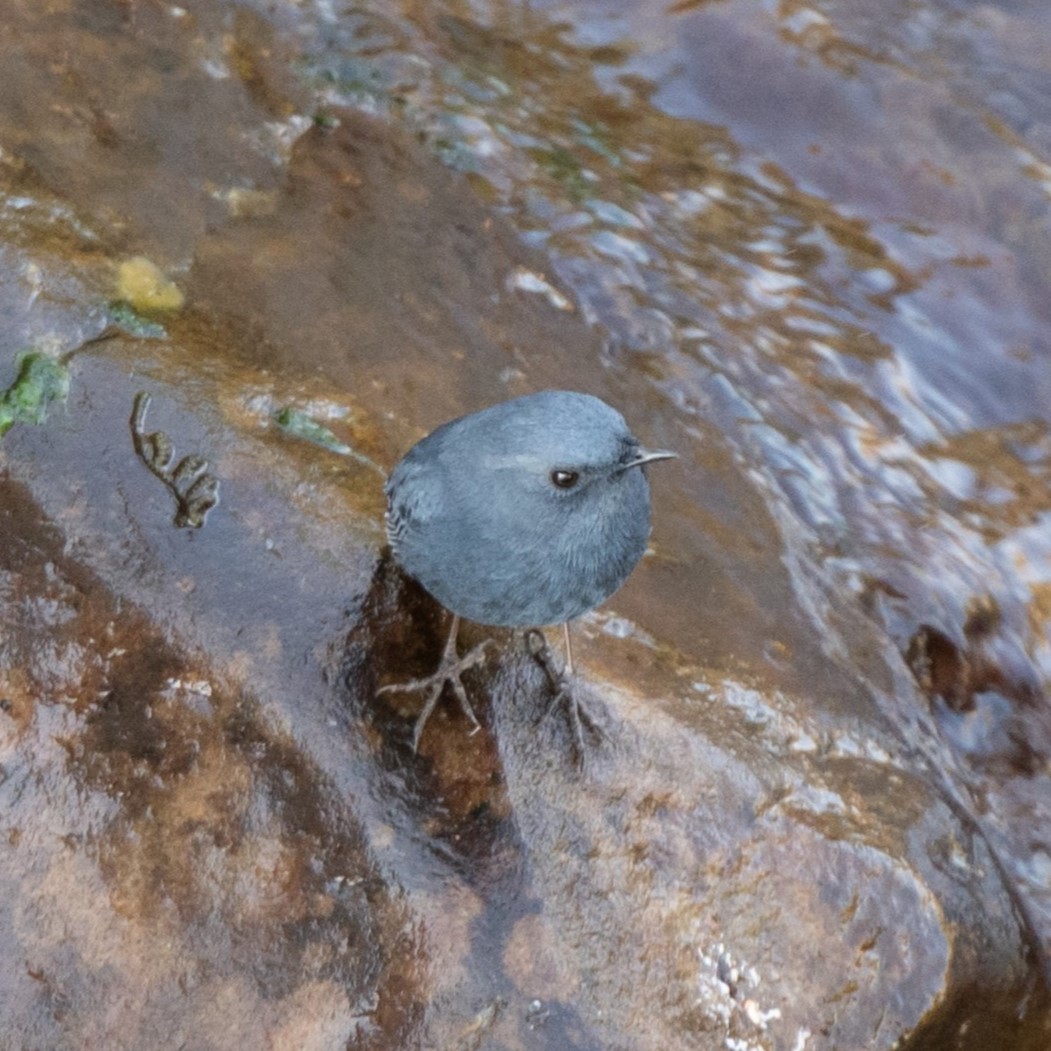 Plumbeous Redstart - ML627263207