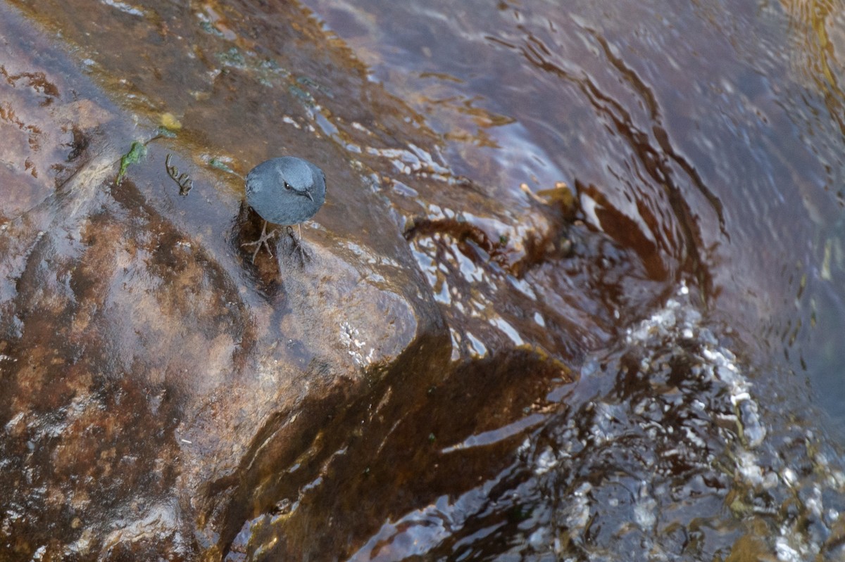 Plumbeous Redstart - ML627263208