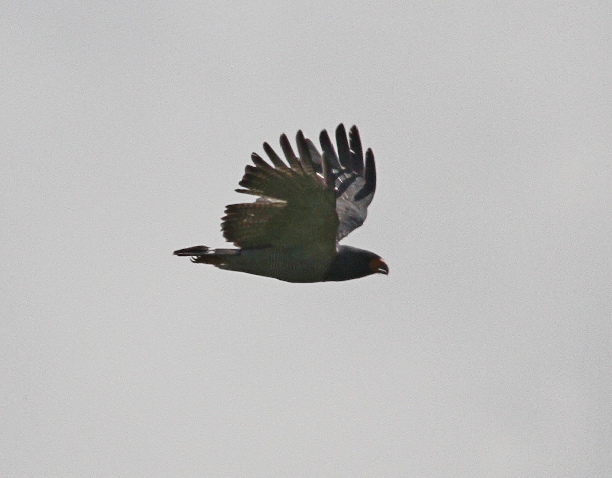 Barred Hawk - ML627263340