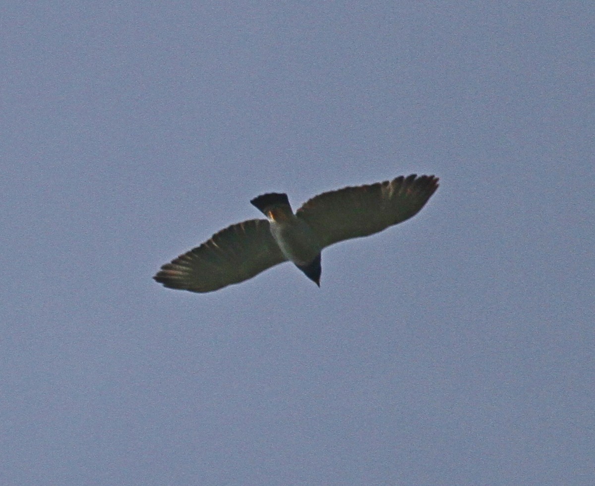 Barred Hawk - ML627263341