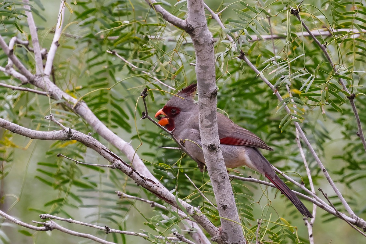 Pyrrhuloxia - ML627263349