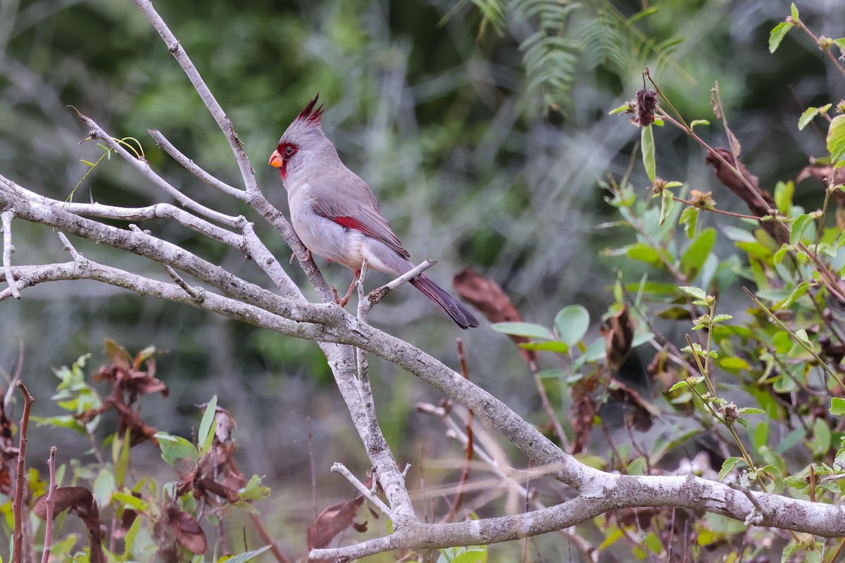 Pyrrhuloxia - ML627263350