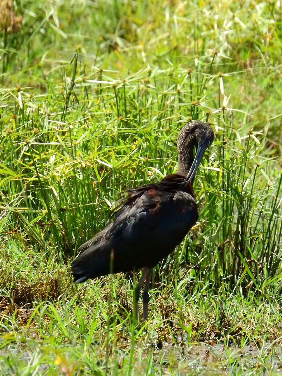 Morito Común - ML627263359