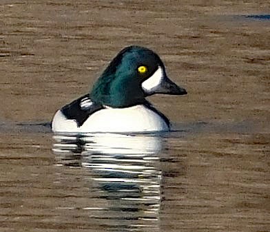 Barrow's Goldeneye - ML627263408