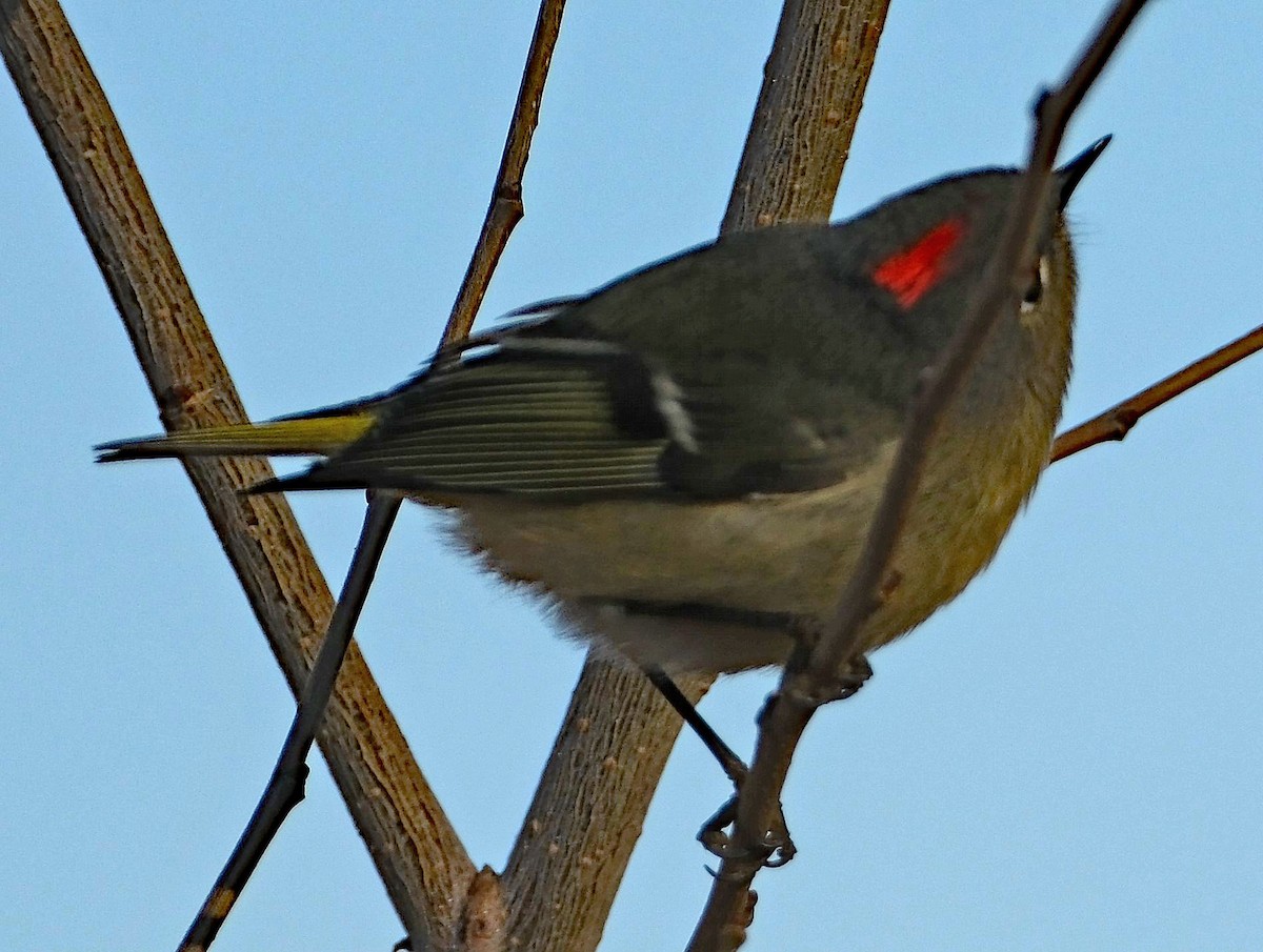 Ruby-crowned Kinglet - ML627263514
