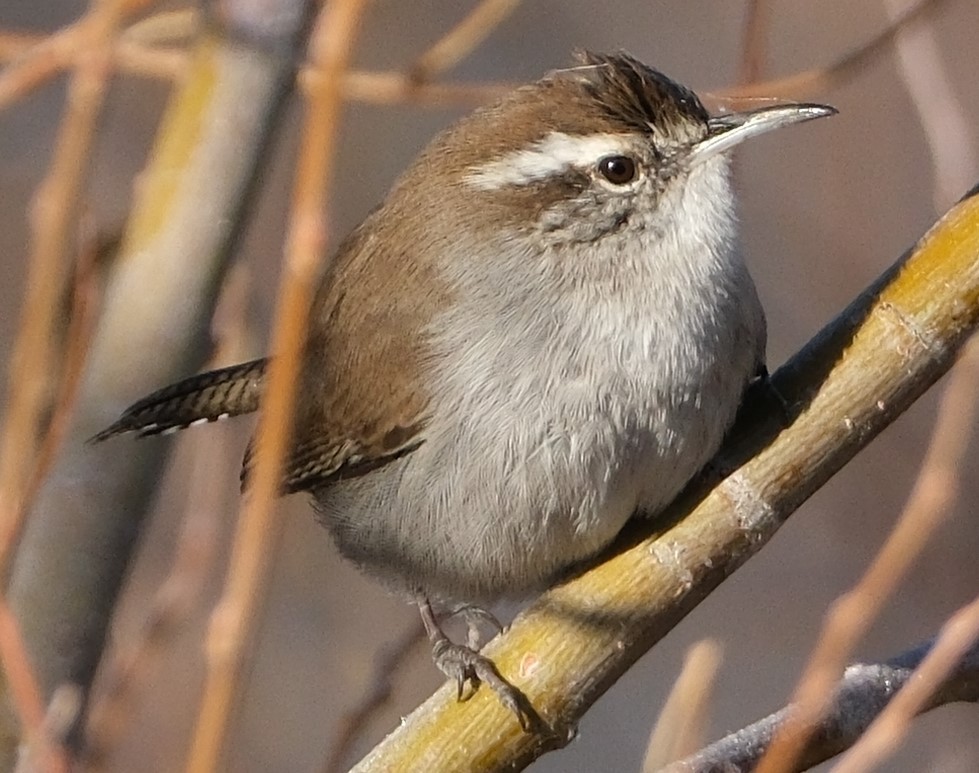 Bewick's Wren - ML627263535