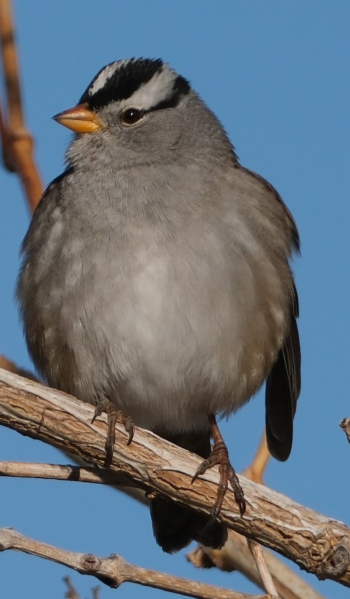 White-crowned Sparrow - ML627263541