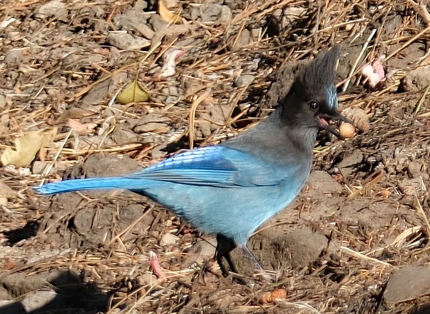 Steller's Jay - ML627263556