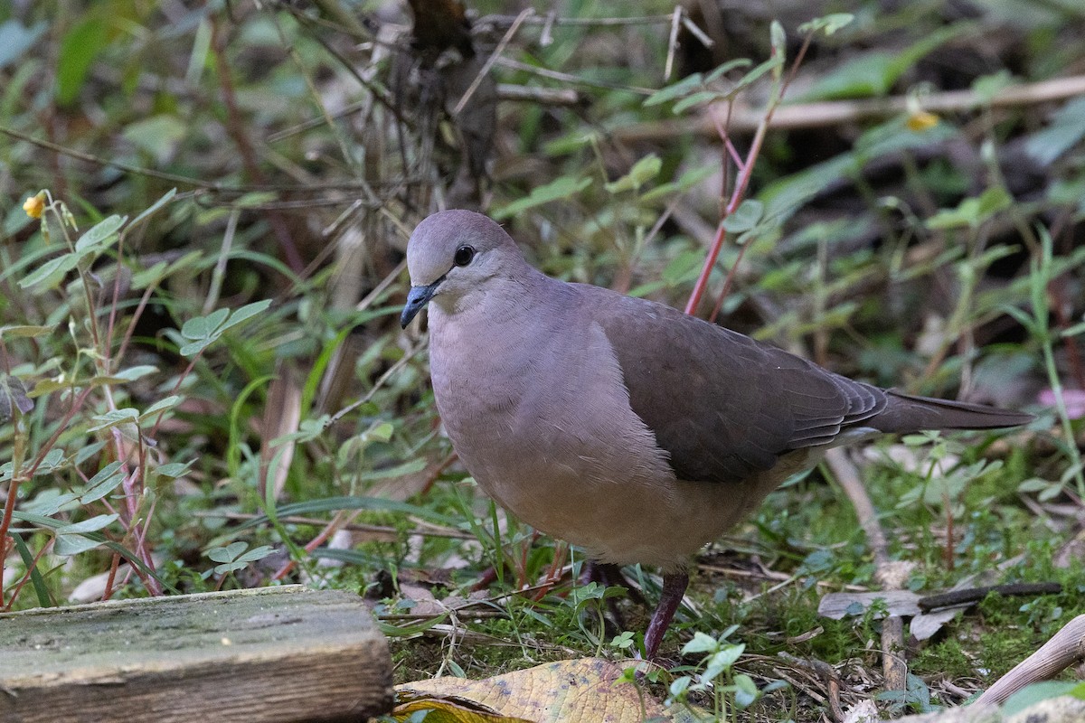 Large-tailed Dove - ML627263557