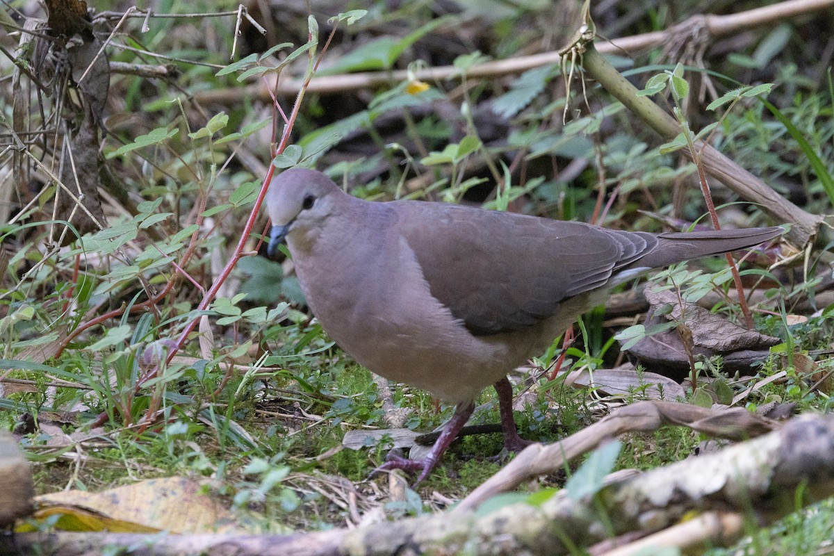 Large-tailed Dove - ML627263558