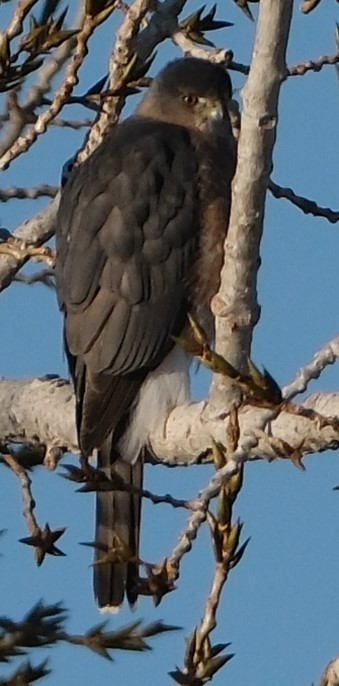 Cooper's Hawk - ML627263570