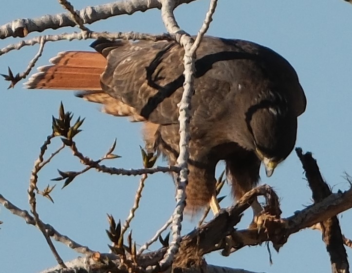 Red-tailed Hawk - ML627263577