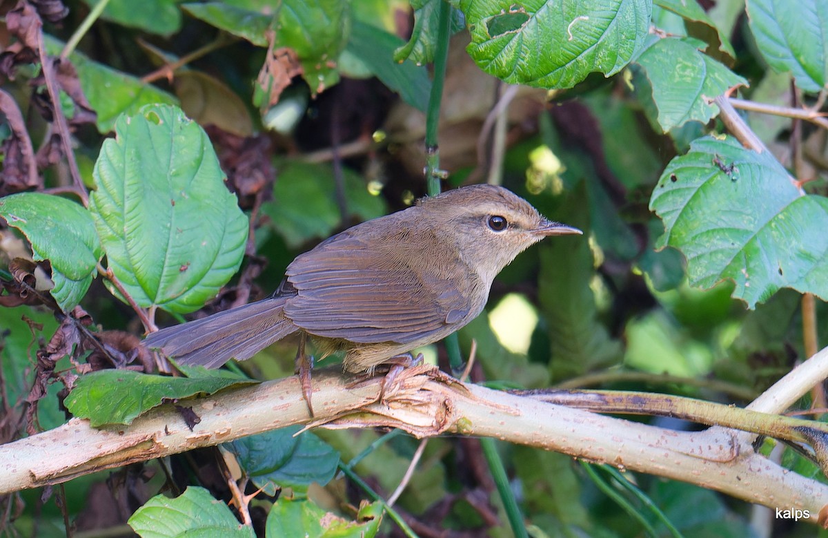 Brownish-flanked Bush Warbler - ML627263586