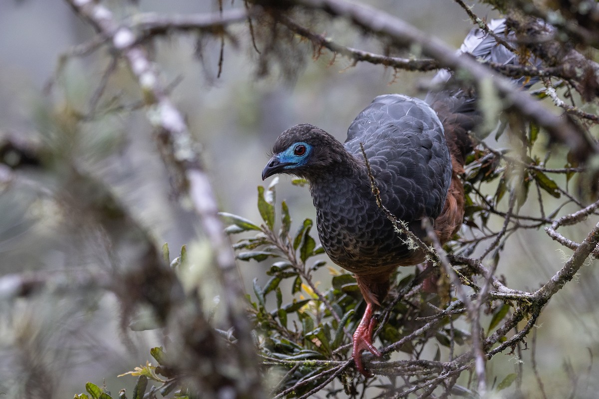 Sickle-winged Guan - ML627263810