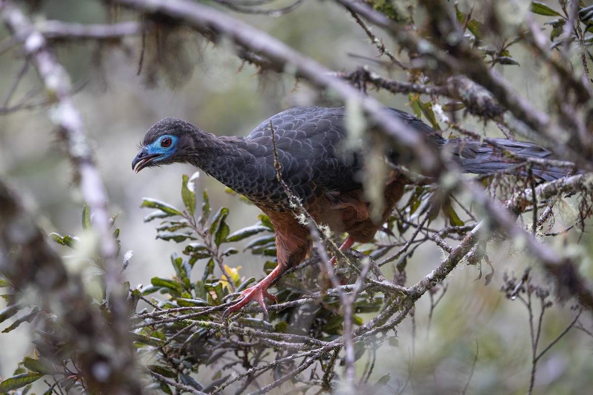 Sickle-winged Guan - ML627263811