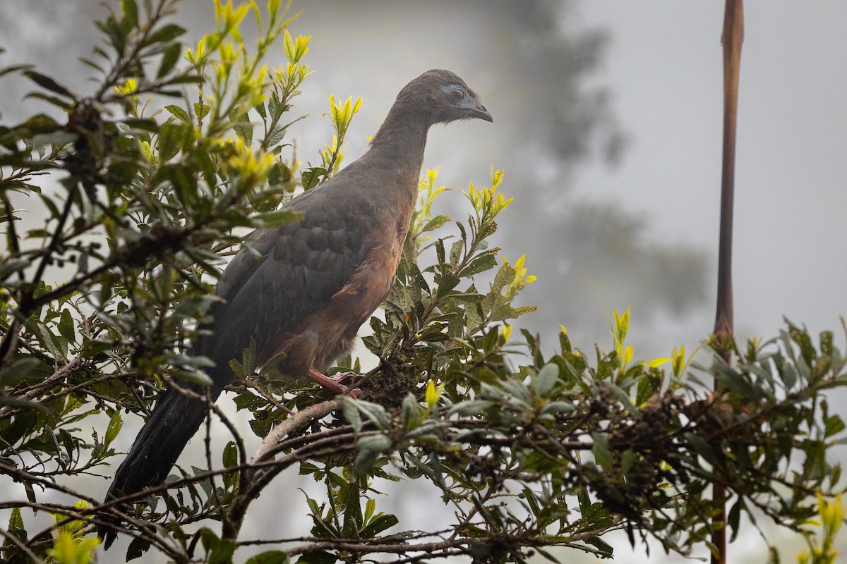 Sickle-winged Guan - ML627263812