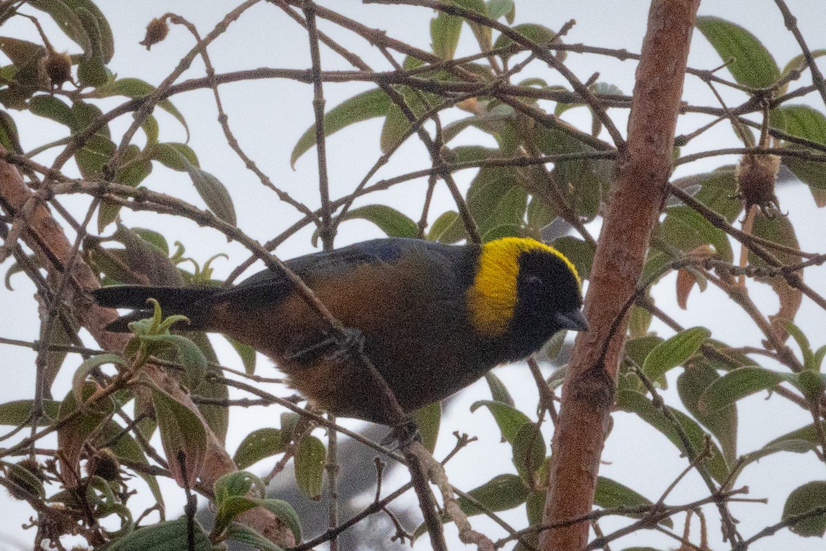 Golden-collared Tanager - ML627263874