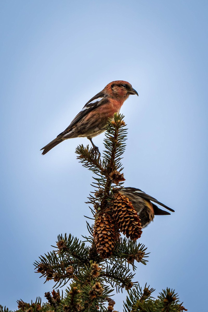 White-winged Crossbill - ML627263895