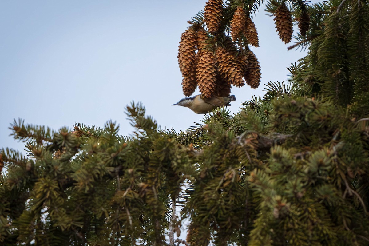 Red-breasted Nuthatch - ML627263899