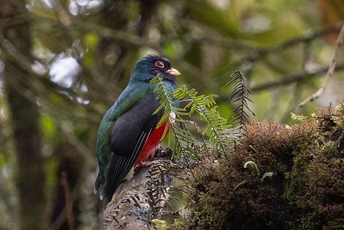 Masked Trogon - ML627263902