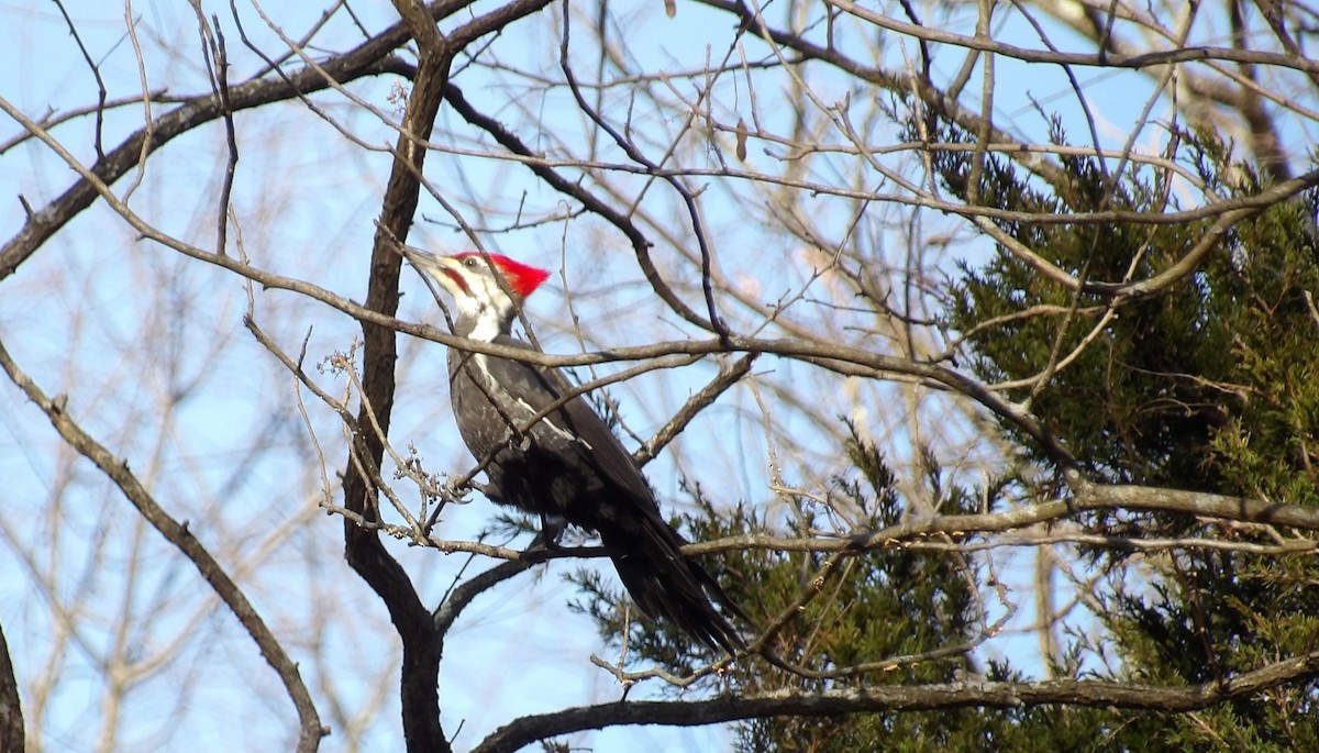 Pileated Woodpecker - ML627263944