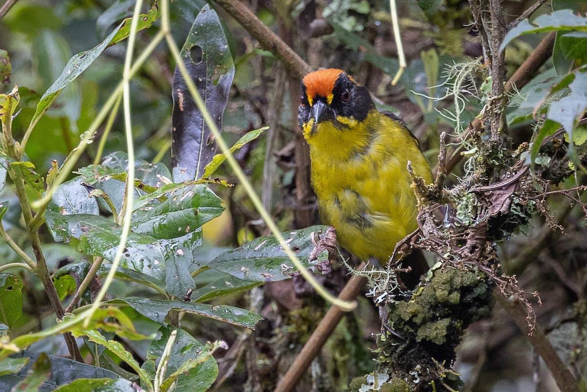 Bolivian Brushfinch - ML627263991