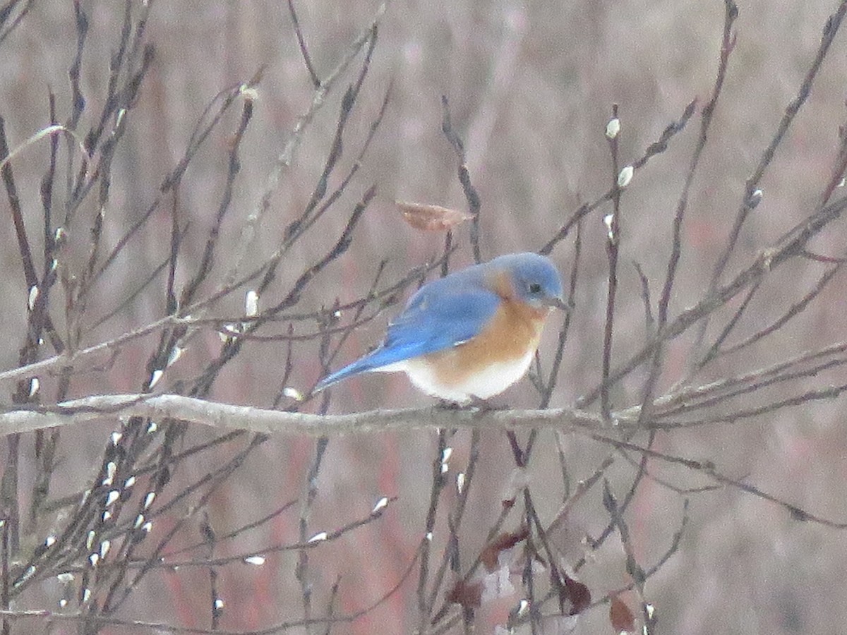 Eastern Bluebird - ML627264420