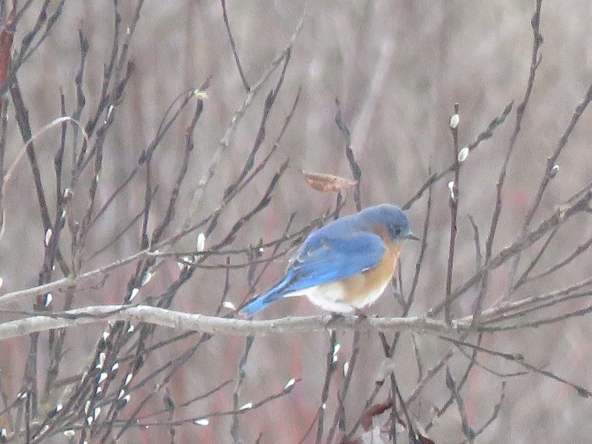 Eastern Bluebird - ML627264439