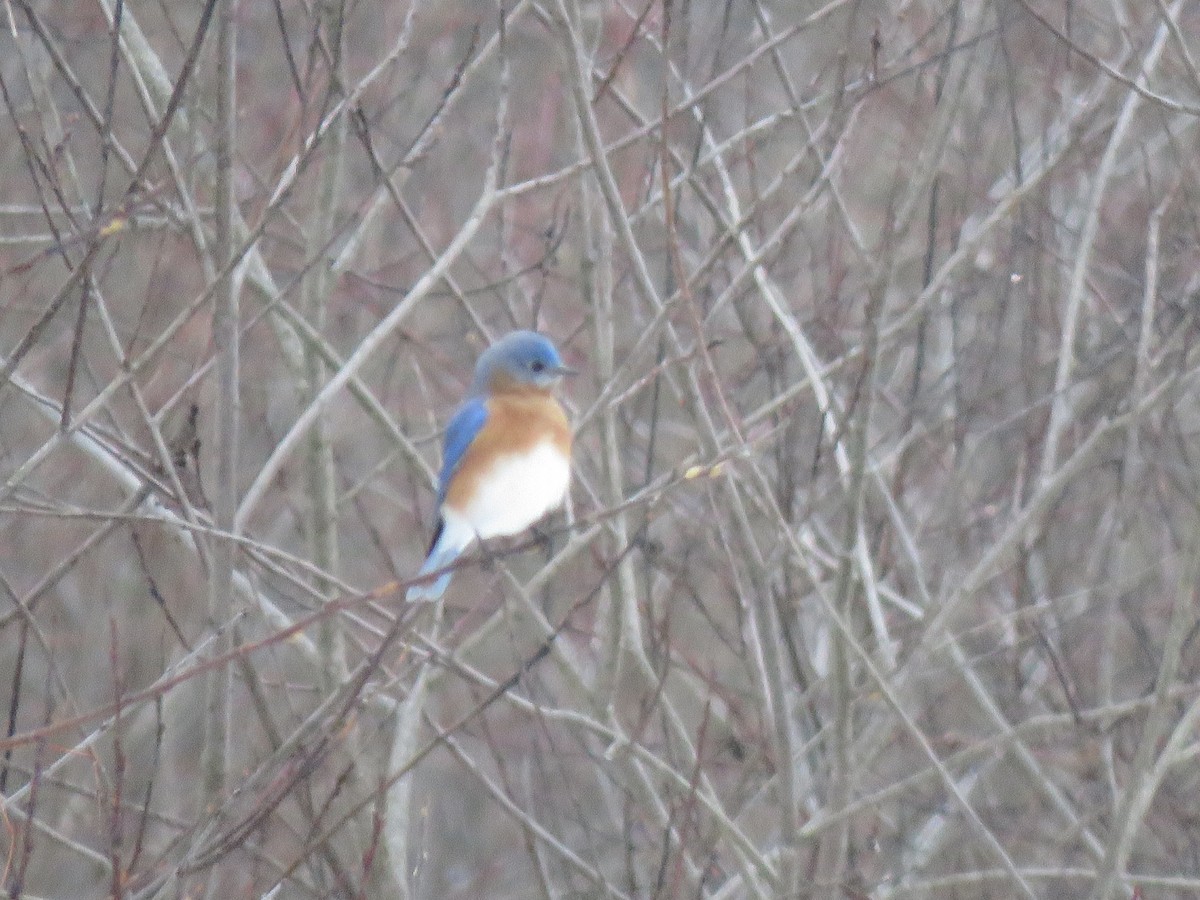 Eastern Bluebird - ML627264452