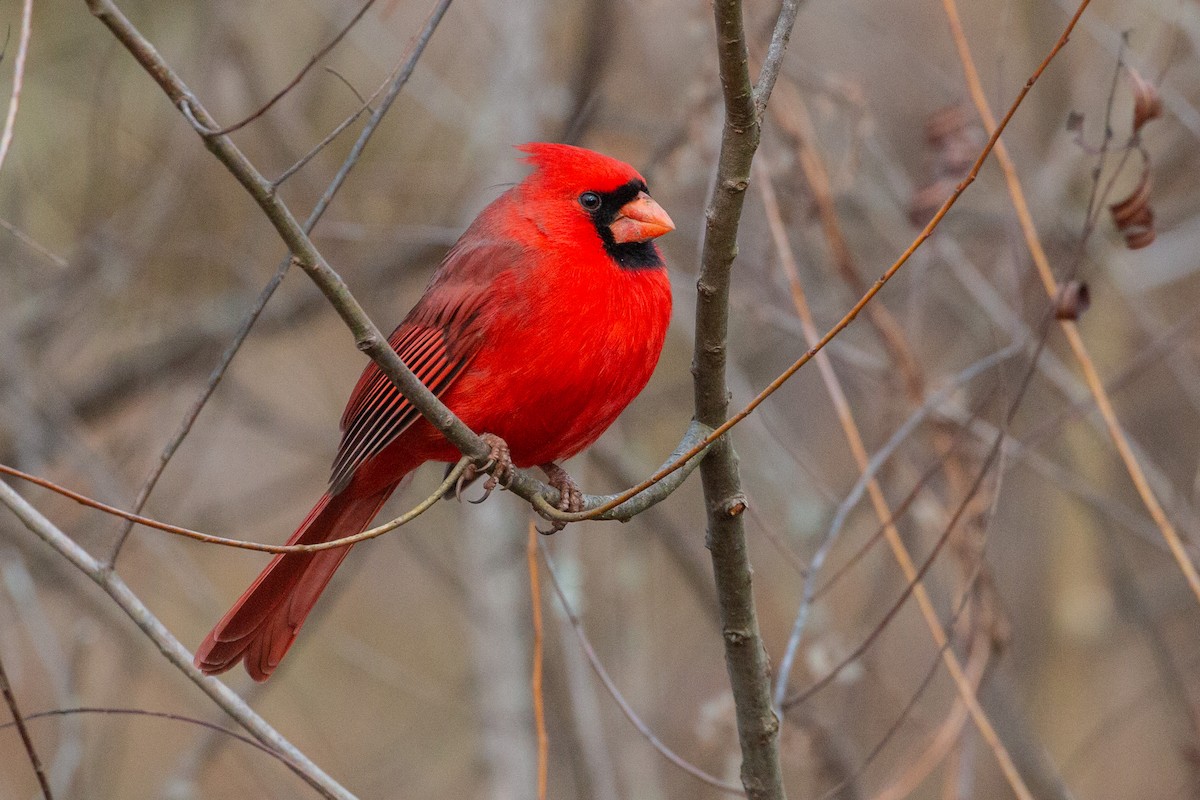 Cardenal Norteño - ML627264497