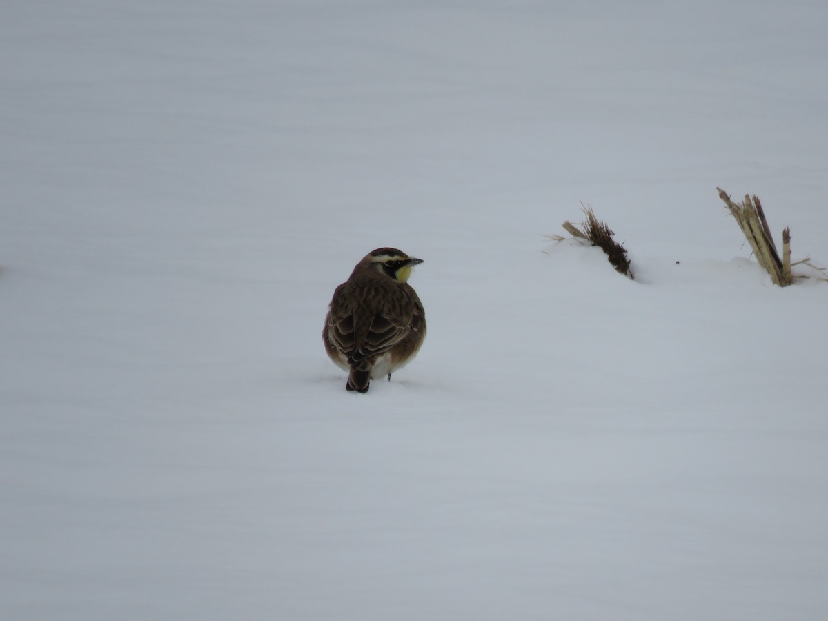 Horned Lark - ML627264502