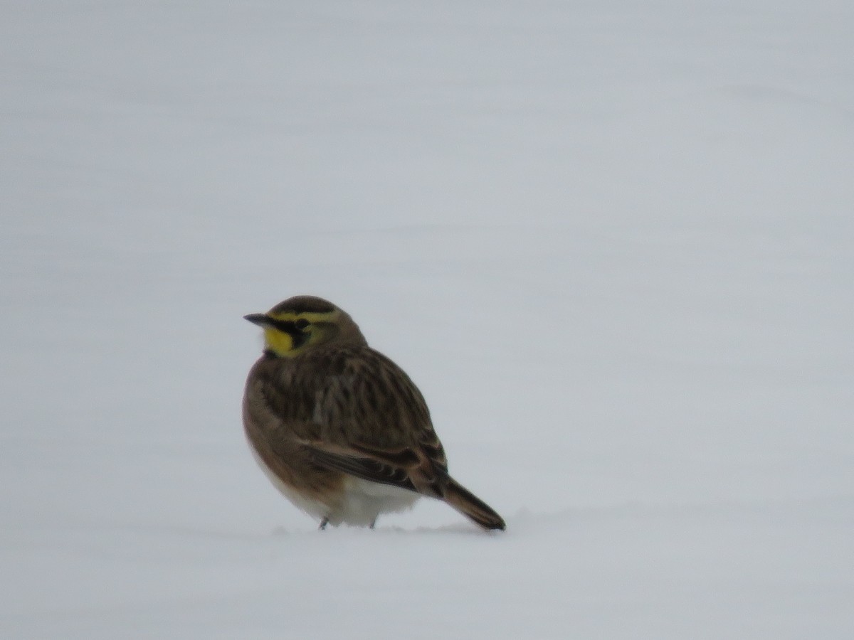 Horned Lark - ML627264515