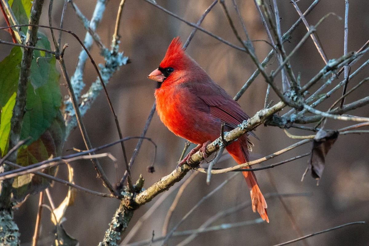 Cardenal Norteño - ML627264527