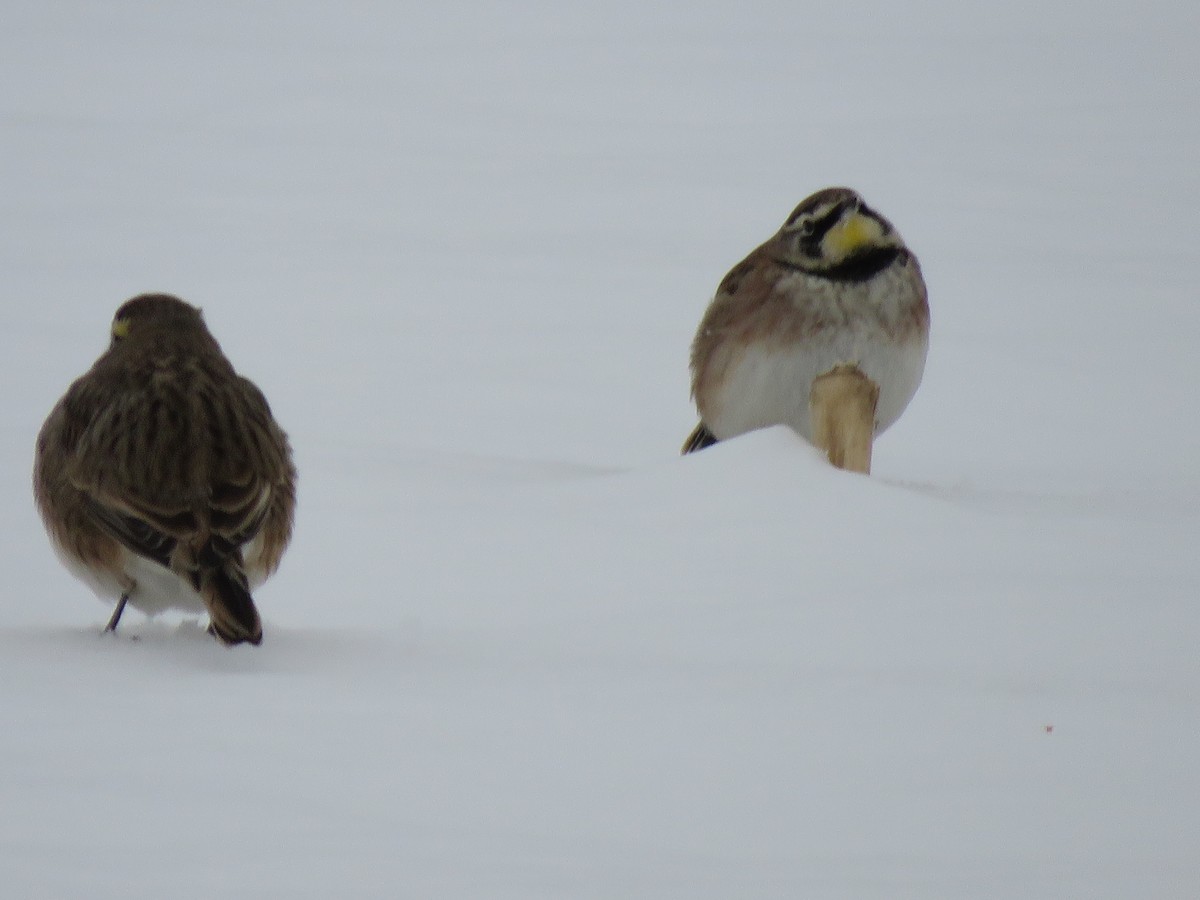 Horned Lark - ML627264535