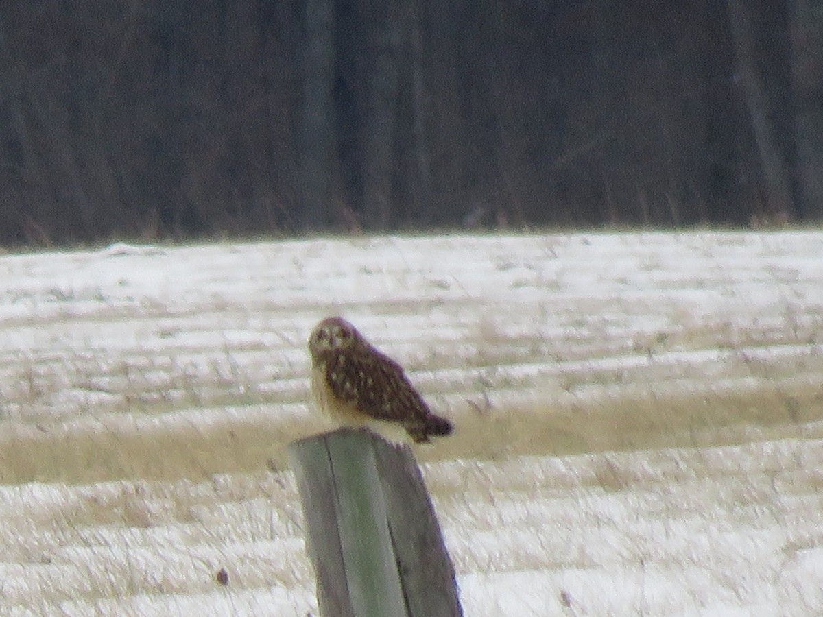 Short-eared Owl - ML627264590