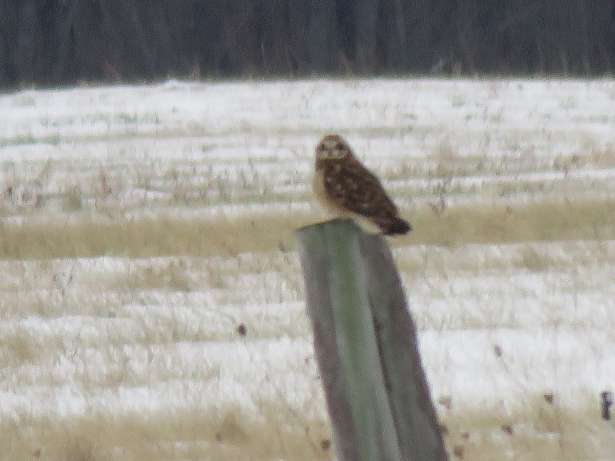 Short-eared Owl - ML627264591