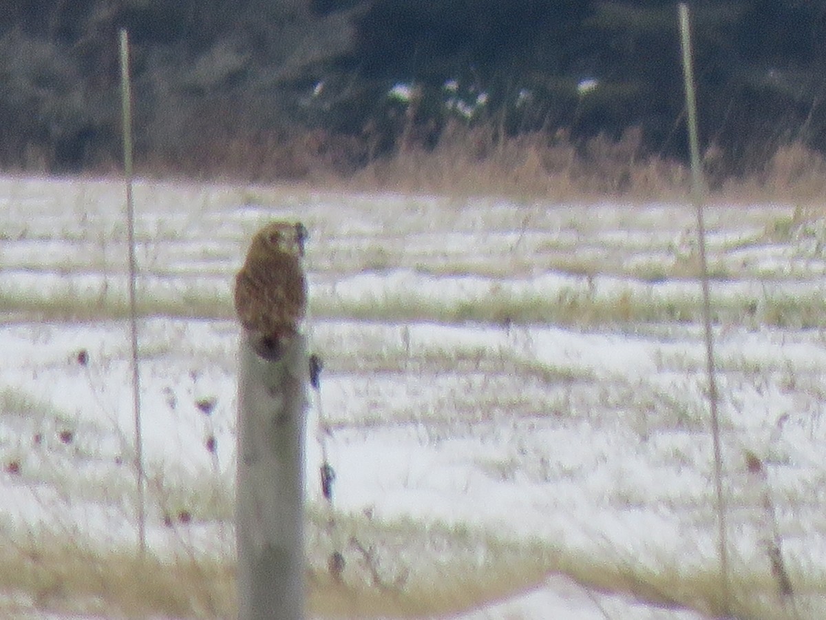 Short-eared Owl - ML627264599