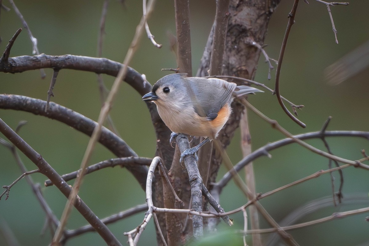 Tufted Titmouse - ML627264619