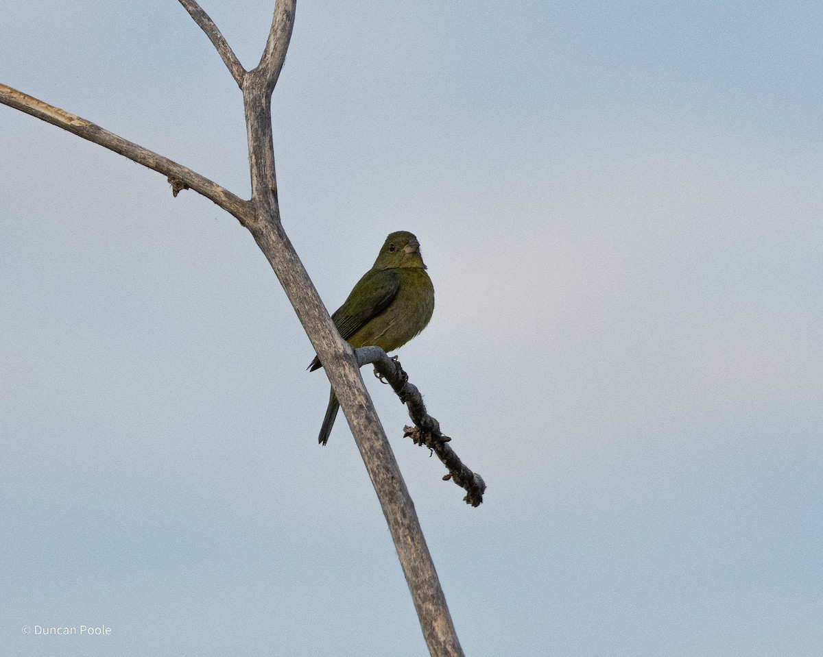 Painted Bunting - ML627264683