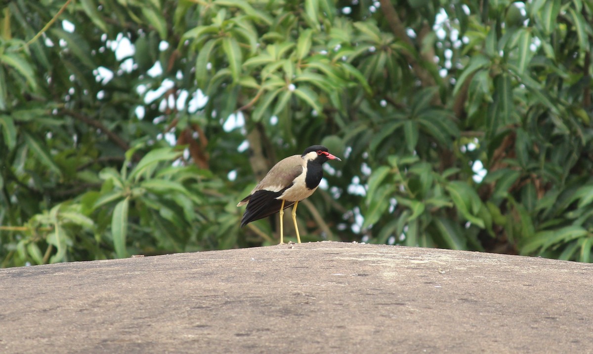 Red-wattled Lapwing - ML62726561