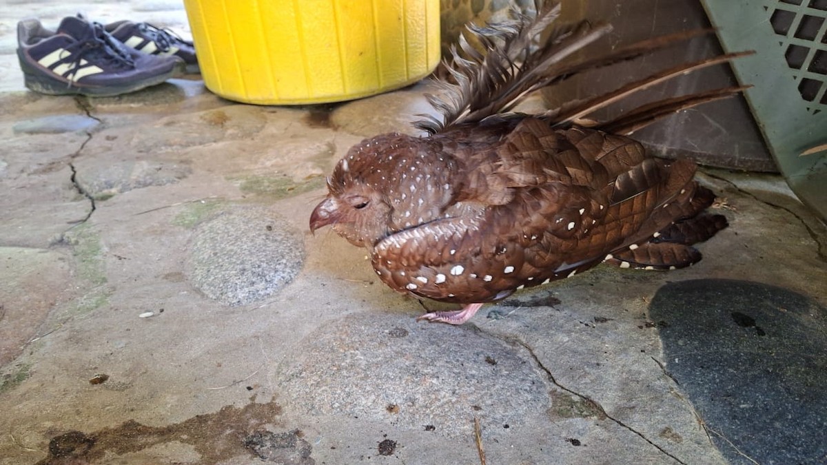 Oilbird - ML627265630