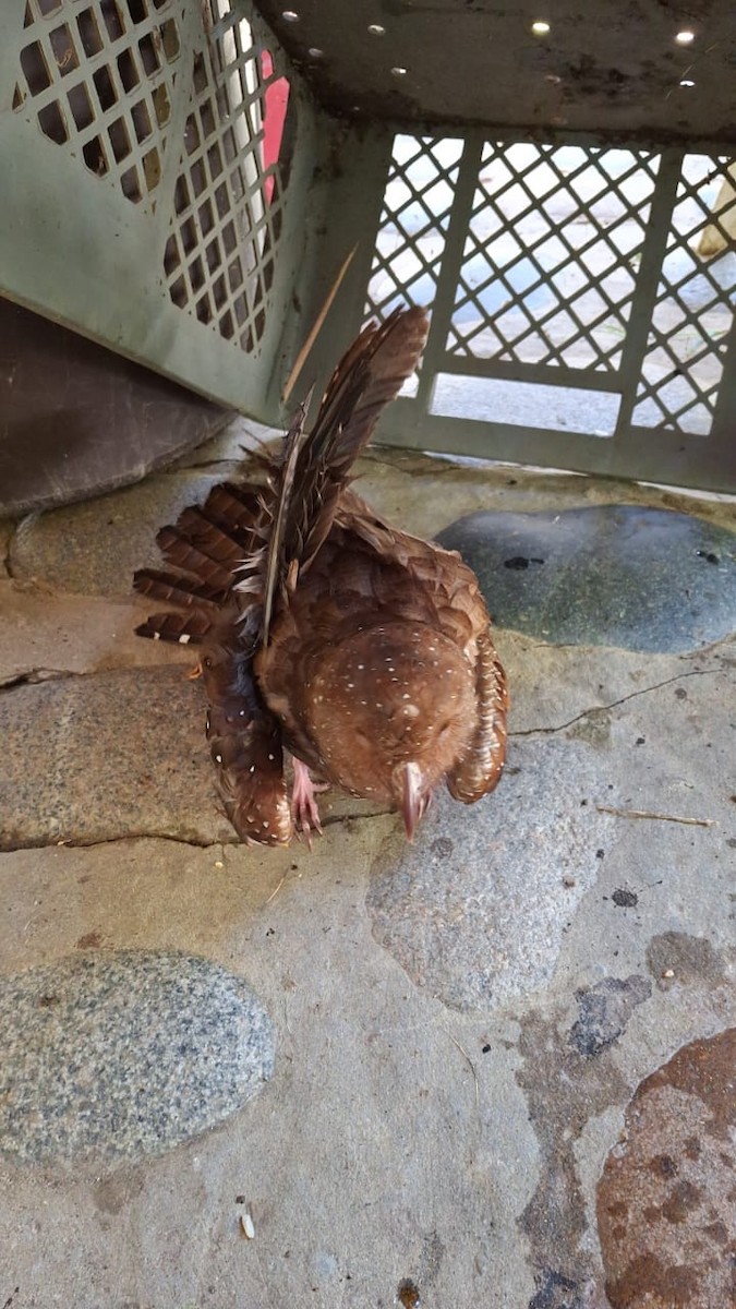 Oilbird - ML627265631