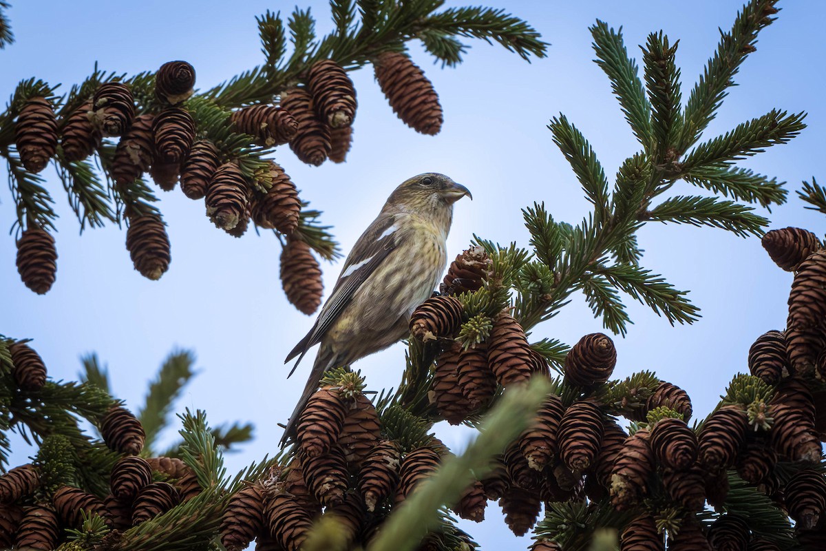 White-winged Crossbill - ML627265662