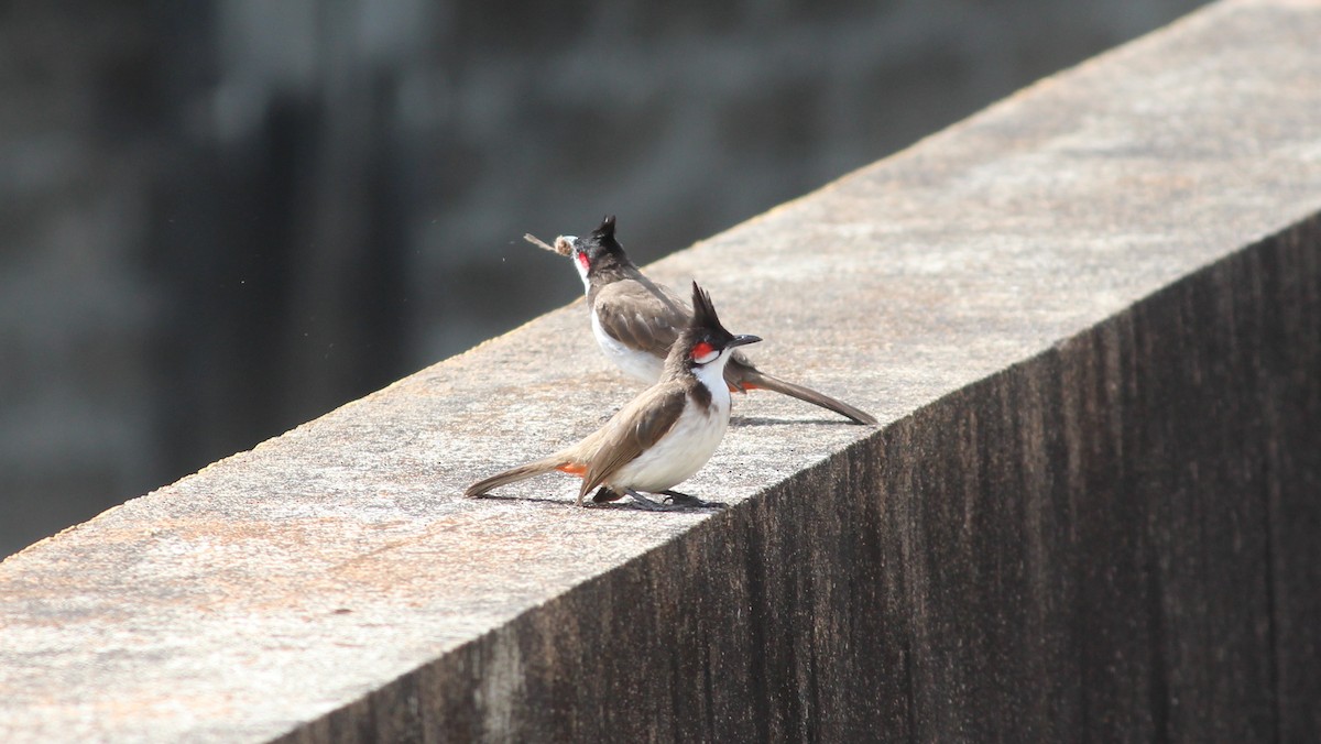 Red-whiskered Bulbul - ML62726571