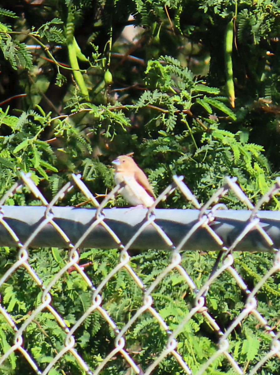 African Silverbill - ML627265711