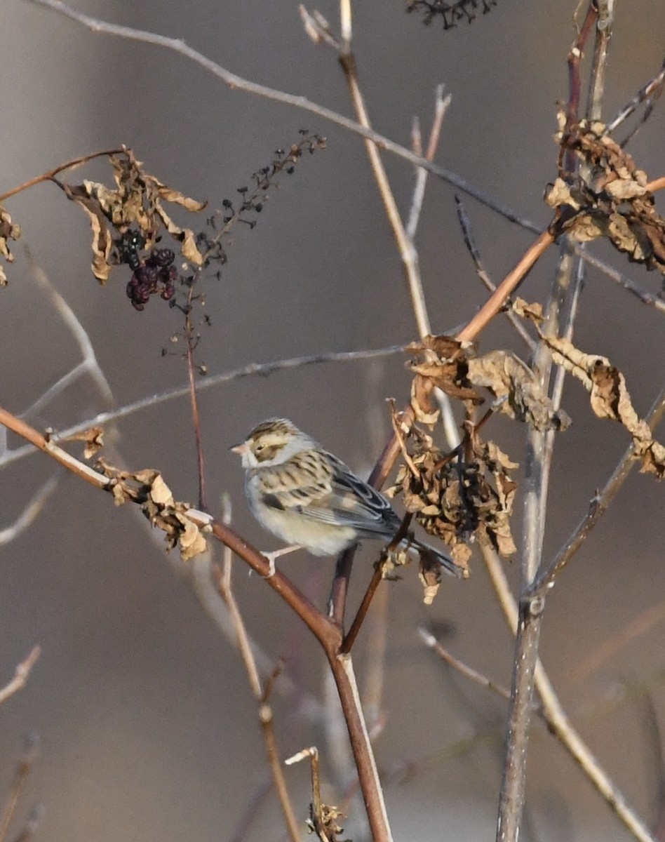 Clay-colored Sparrow - ML627265716