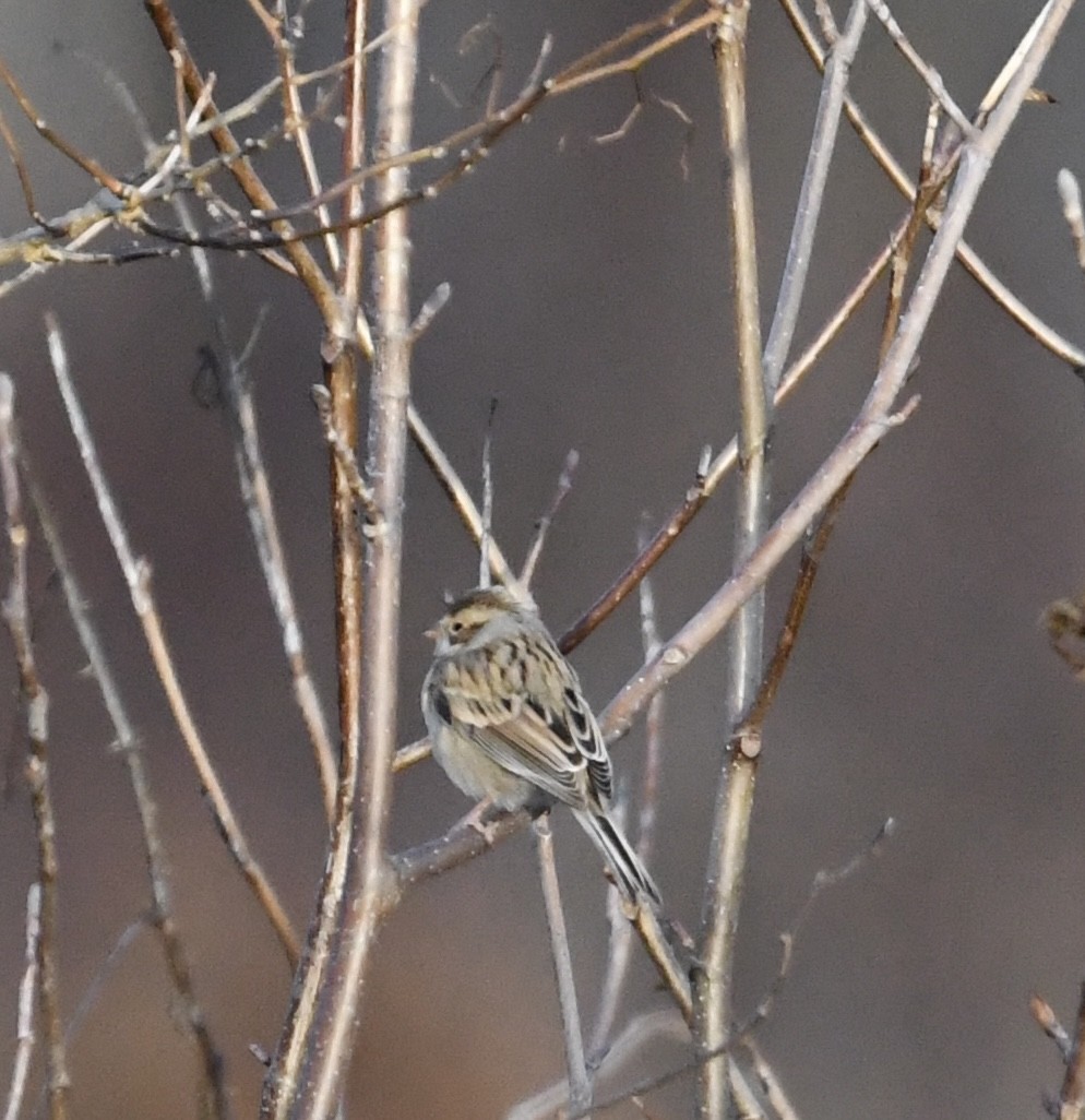 Clay-colored Sparrow - ML627265717